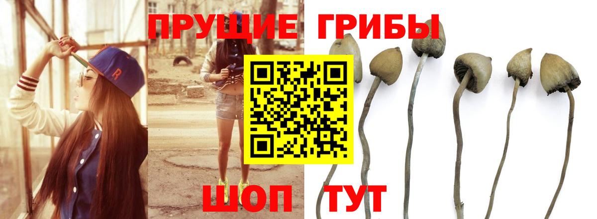 Псилоцибиновые грибы GOLDEN TEACHER Ялуторовск